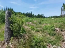 Prodej lesa, Častrov, 5341 m2