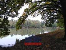 Prodej lesa, Suchdol nad Lužnicí, 4550 m2