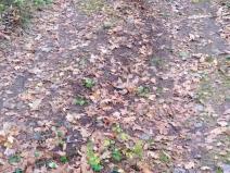 Prodej lesa, Suchdol nad Lužnicí, 4550 m2