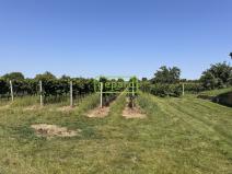 Prodej vinného sklepa, Prušánky, 88 m2