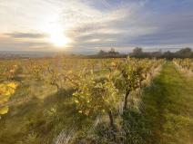 Prodej pozemku, Uherské Hradiště, Vinohradská, 2877 m2