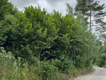 Prodej lesa, Brtnice, 14739 m2