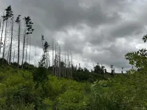 Prodej lesa, Brtnice, 14739 m2