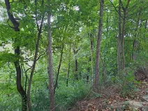 Prodej podílu lesa, Brno, 2145 m2