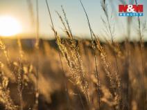 Prodej pozemku pro bydlení, Nová Ves, 758 m2