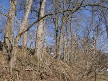 Prodej lesa, Raspenava, 656 m2