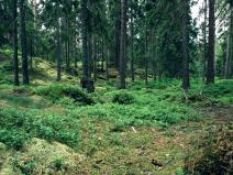 Prodej lesa, Volenice, 84000 m2