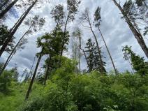 Prodej lesa, Blížejov - Lštění, 4481 m2