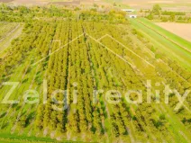 Prodej sadu/vinice, Rakvice, 210277 m2