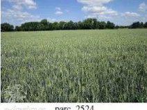 Dražba pole, Brno, 7587 m2