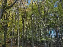 Prodej lesa, Mohelnice, 6148 m2