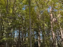 Prodej lesa, Mohelnice, 6148 m2