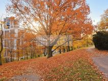 Pronájem bytu 2+kk, Praha - Žižkov, Olgy Havlové, 52 m2