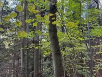 Prodej lesa, Ruda nad Moravou, 21892 m2