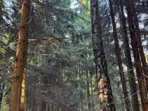 Prodej lesa, Ruda nad Moravou, 21892 m2