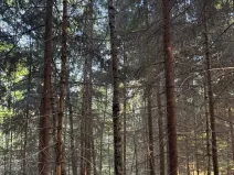 Prodej lesa, Ruda nad Moravou, 21892 m2