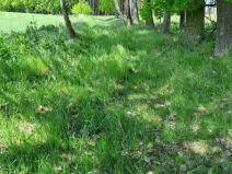 Prodej podílu lesa, Pacov, 475 m2