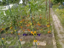 Prodej zahrady, Podbořany, Sídliště Míru, 200 m2