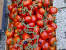 Prodej zahrady, Podbořany, Sídliště Míru, 200 m2