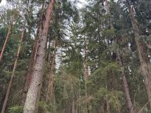 Prodej podílu lesa, Ledenice, 4462 m2