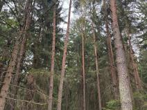 Prodej podílu lesa, Ledenice, 4462 m2