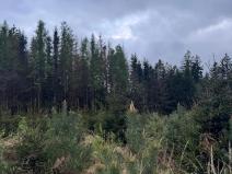 Prodej podílu lesa, Čížkov, 1076 m2