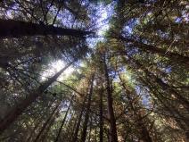 Prodej lesa, Lánov - Horní Lánov, 15278 m2