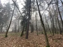 Prodej lesa, Chářovice, 617 m2