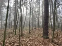 Prodej lesa, Chářovice, 4568 m2