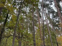 Prodej podílu lesa, Blížejov, 1818 m2