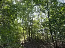 Prodej lesa, Boháňka, 3705 m2