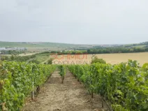 Prodej sadu/vinice, Kobylí, 1799 m2