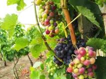 Prodej sadu/vinice, Kobylí, 1799 m2