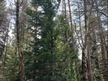 Prodej podílu lesa, Lidečko, 48058 m2