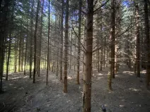 Prodej lesa, Lánov - Horní Lánov, 15278 m2