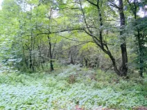 Prodej lesa, Ivančice, 7188 m2