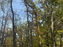 Prodej lesa, Jeníkovice, 12606 m2