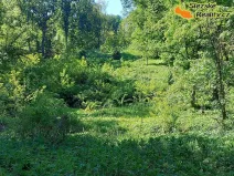 Prodej lesa, Diváky, 6415 m2