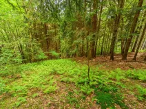 Prodej louky, Víchová nad Jizerou, 1867 m2