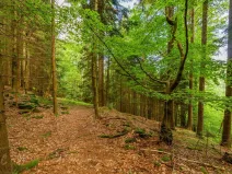 Prodej louky, Víchová nad Jizerou, 1867 m2
