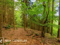 Prodej louky, Víchová nad Jizerou, 1867 m2