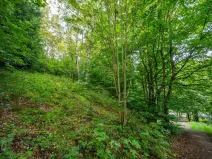 Prodej lesa, Nová Ves nad Nisou, 5031 m2