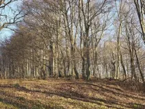 Prodej lesa, Vsetín, Semetín, 96946 m2