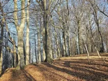 Prodej lesa, Vsetín, Semetín, 96946 m2