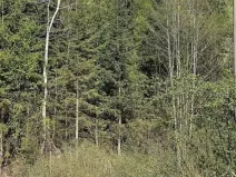 Prodej lesa, Vsetín, Semetín, 96946 m2