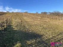 Prodej sadu/vinice, Bořetice, 2567 m2