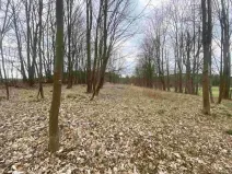 Dražba louky, Žinkovy, 4100 m2