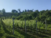 Prodej sadu/vinice, Blučina, 2677 m2