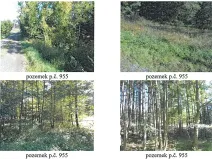 Prodej lesa, Česká Bělá, 7690 m2