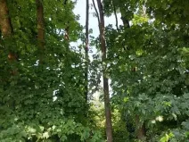 Prodej lesa, Žirovnice, 7361 m2